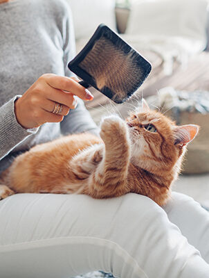 person brushing out cat